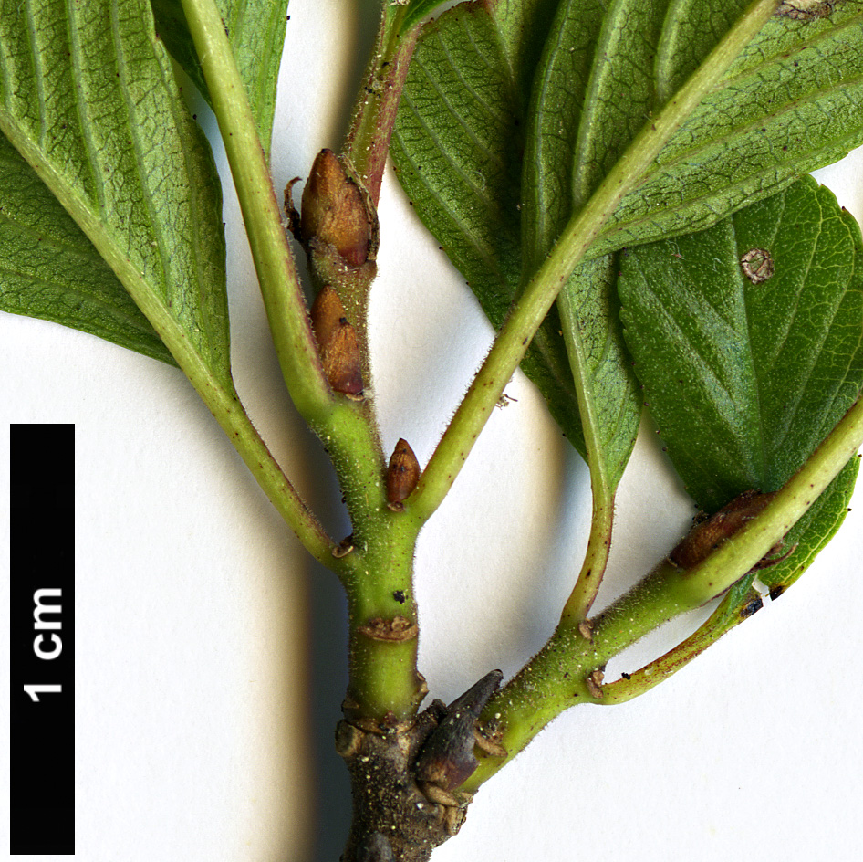 High resolution image: Family: Rhamnaceae - Genus: Rhamnus - Taxon: pumila